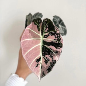 Alocasia zwart fluweel roze bollen zeldzame tropische kamerplant exotisch gebladerte starter kamerplant
