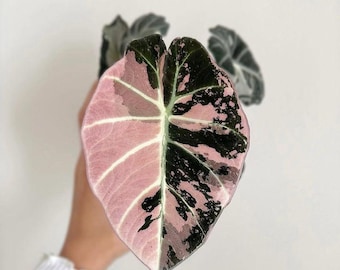 Alocasia zwart fluweel roze bollen zeldzame tropische kamerplant exotisch gebladerte starter kamerplant