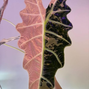 Alocasia sanderiana - Etsy 日本