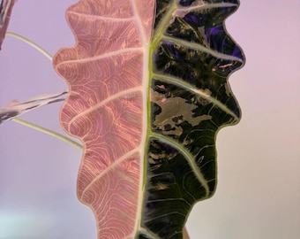 Variegated Alocasia Sanderiana Pink Corms Rare Tropical Houseplant Starter Corms Live Indoor Plant Collectors