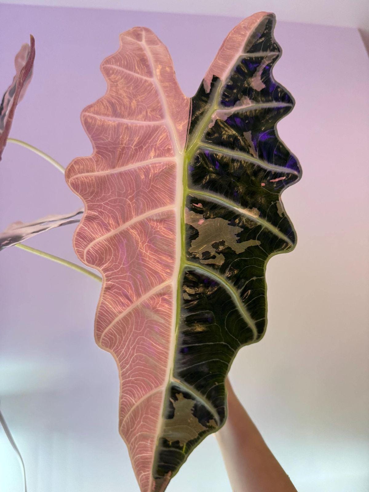 Alocasia serendipity variegated - Etsy 日本