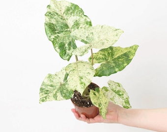 Alocasia macrorrhiza Bulbes Splash Plante d'intérieur tropicale exotique Collection de plantes d'intérieur à feuillage rare
