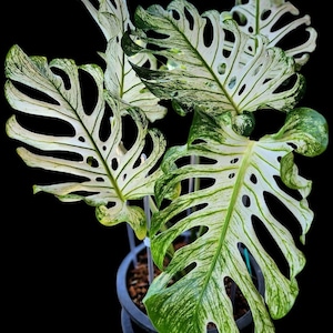 Monstera Devil Esqueje enraizado Planta de interior tropical rara Follaje variegado Planta exótica de colección para principiantes