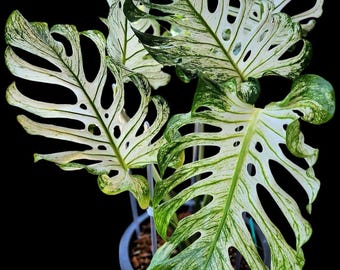 モンステラ デビル 挿し木 根付き 希少な熱帯観葉植物 斑入り 室内観葉植物 エキゾチック コレクター向け植物 初心者向け