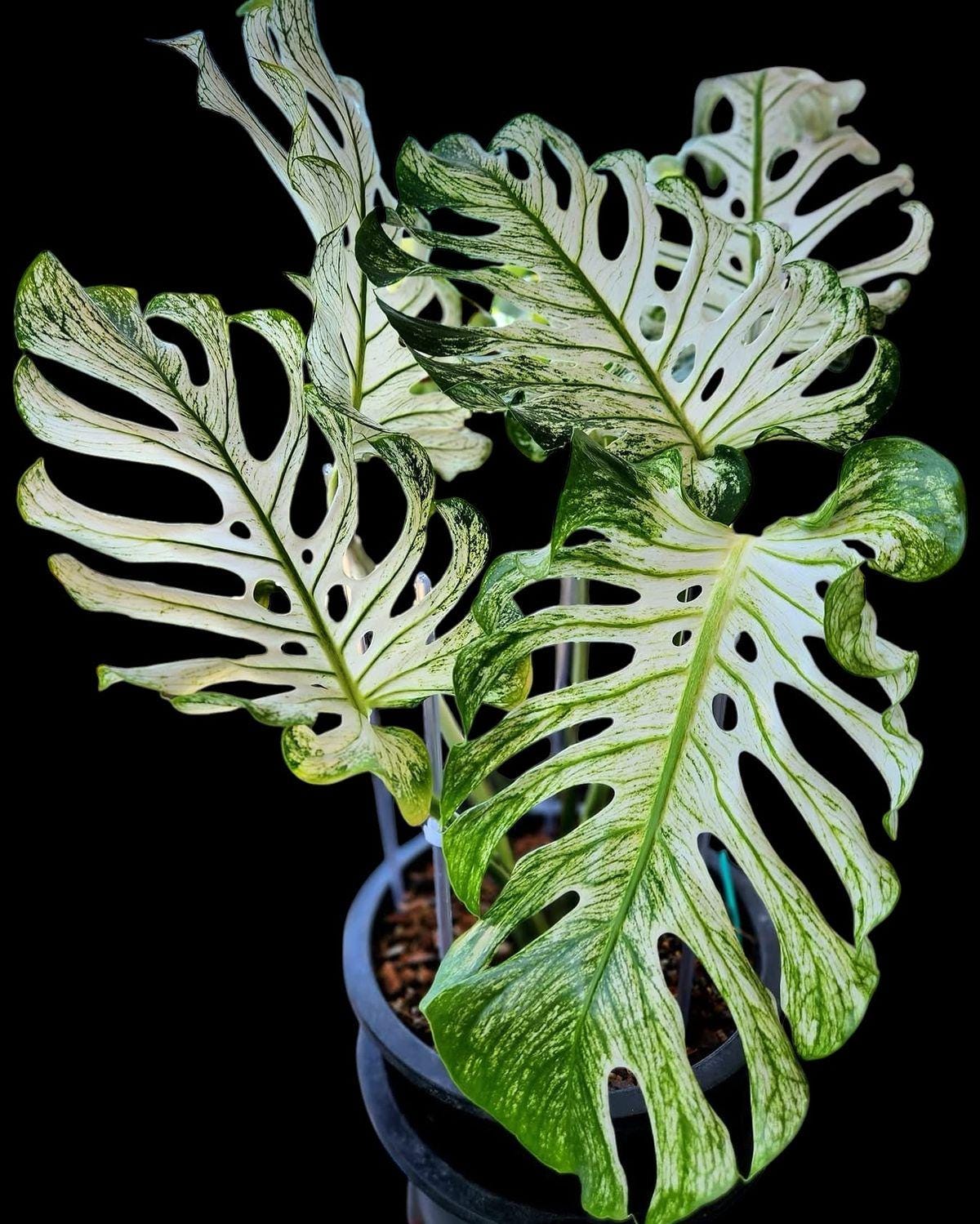 モンステラ観葉植物 - Etsy 日本