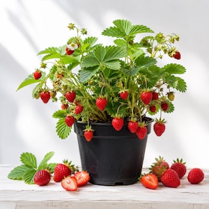 May include: A potted strawberry plant with vibrant green leaves, small white flowers, and numerous ripe red strawberries. Several whole and halved strawberries are arranged on the surface in front of the black plastic pot, showcasing the fruit.