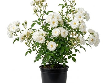 White Climbing Roses Live Plants 5-8 Inch Tall 3 Inch Pot, Heirloom Roses Climber Repeat Flowering, Vibrant Blooms Hardy Shrub Outdoor