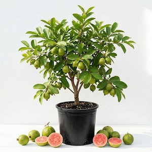 May include: A potted guava tree with a brown trunk and green leaves, bearing numerous small green fruits. Several whole green guavas and two halved guavas with pink interiors are arranged in front of the black plastic nursery pot.