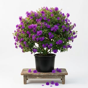 May include: A potted plant with vibrant purple flowers and green foliage. The plant is in a black pot, sitting on a small, weathered wooden bench. Several fallen purple flowers are scattered around the base of the bench.