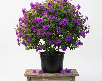 Dwarf Purple Tibouchina Live Plant 4 Inch Pot, 4-6 Inch Tall Compact Flowering Shrub, Indoor Outdoor Easy Care Ornamental Garden Plant
