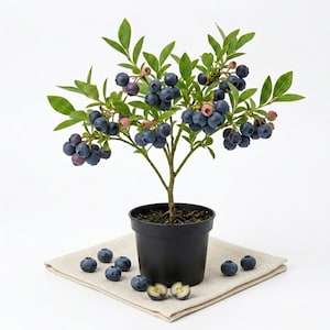 May include: A small blueberry plant in a black pot, laden with ripe, dark blue berries and green leaves. Several loose blueberries are scattered on a beige linen napkin. The plant is a miniature version of a blueberry bush.