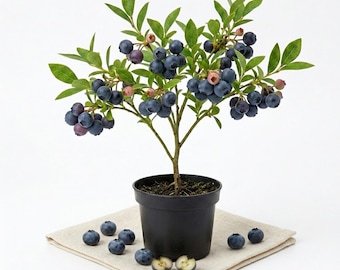 Wild Huckleberry Live Plant 2-4 Inch Tall in 1.5" Pot, Hardy Edible Berry Shrub for Outdoor Garden, Native Fruit Plant for Landscape Growing