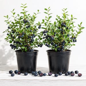Set of 2 Wild Black Huckleberry Live Plants 3-5 Inch Tall, Vaccinium Ovatum Evergreen Berry Shrubs in 3 Inch Pots