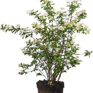 Könnte beinhalten: Ein Spiraea-Strauch mit zahlreichen dünnen, holzigen Stielen und grünen Blättern, der an den Enden der Zweige mit kleinen weißen Blütenbüscheln besetzt ist. Die Pflanze ist in einem zylindrischen Block aus dunkler, feuchter Erde verwurzelt.