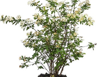 Bridal Wreath Spirea 1 Gallon Live Shrub, White Spring Blooms, Deer Resistant Pollinator Friendly, Spiraea prunifolia Plant