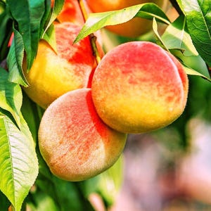 May include: Close-up of ripe peaches on a tree branch. The peaches are a mix of yellow and red hues, with a fuzzy texture. Green leaves surround the fruit, creating a natural and vibrant scene. The image highlights the freshness and natural beauty of the peaches.