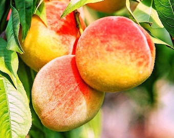 Belle of Georgia Peach Tree, Live Freestone Fruit, Self-Pollinating, Cold Hardy (1 Gallon Pot)
