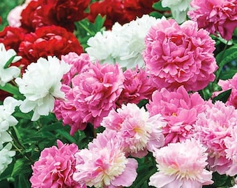 Mixed Peony Roots Jumbo Pack: 6 Bare Roots, Pink, Red, White Perennial Garden Flowers