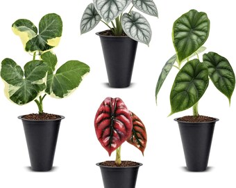 Alocasia Plant 4 Pack Live, Rare Indoor Houseplants Bundle, Cuprea Silver Dragon Dragon Scale Mickey Mouse Elephant Ear Plants