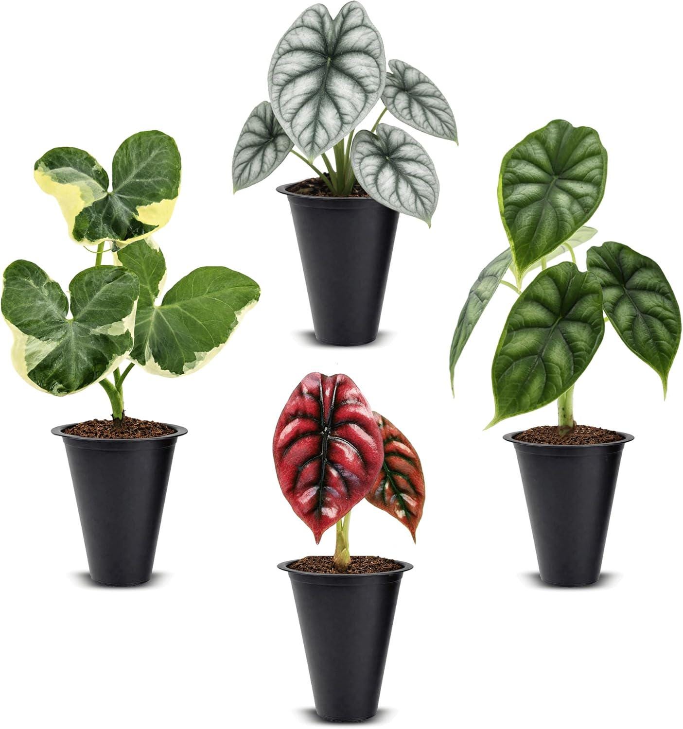 Alocasia melo albo - Etsy 日本