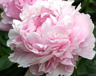 Sarah Bernhardt-pioen met blote wortel: grote dubbele roze geurige vaste plant