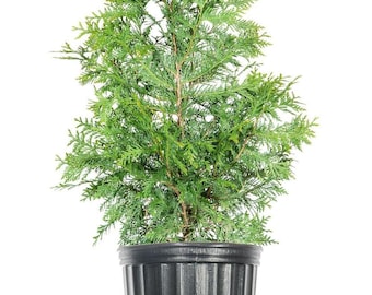 Thuja Green Giant Tree, Fast Growing Evergreen Privacy Screen, Cold Hardy Arborvitae Plant