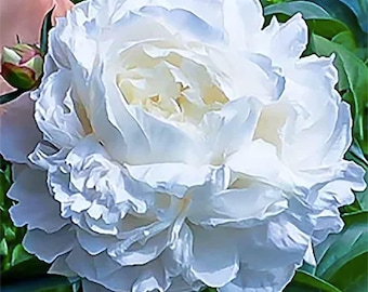 Duchess De Nemours White Peony Bare Root: Double Bloom Fragrant Perennial Garden Flower Plant