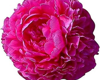 Kansas Red Peony Plant: Early Double Bloom, Fragrant Perennial Garden Flower (Bare Root)