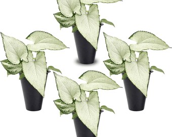 Syngonium Holly M 4 Pack Live Plants, Variegated Arrowhead Vine, Easy Care Indoor Houseplants, Tropical Decorative Foliage