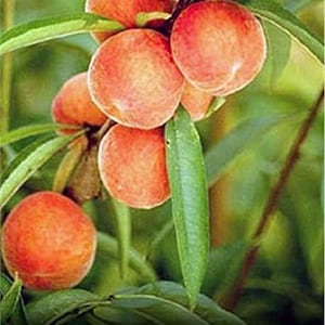 Peut inclure: Gros plan d'une grappe de pêches mûres sur une branche. Les pêches sont d'une couleur orange-rouge vibrante avec une texture légèrement floue. Des feuilles et des tiges vertes entourent les fruits, créant une composition naturelle et fraîche.