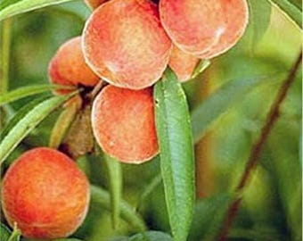 Belle of Georgia Peach Tree: 1 Gallon Pot, Freestone, Self-Fertile Fruit Tree, Pink Blossoms