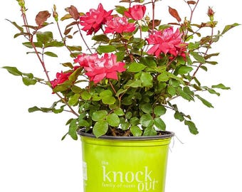 Róża Double Red Knock Out Perfect Plants, 1 galon, żywa roślina, krzew różany o ciągłym kwitnieniu, łatwy w pielęgnacji krzew kwitnący na zewnątrz