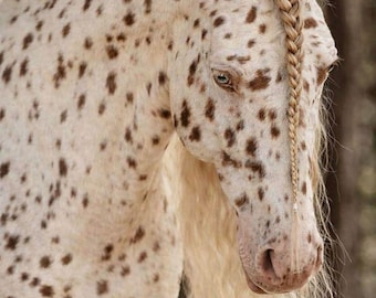 White Leopard Appaloosa Horse Print, Spotted Horse Wall Art, Equine Photography Poster, Rustic Farmhouse Decor, Digital Download