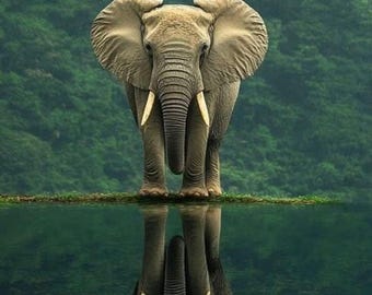 Elephant Reflection Wall Art Printable, Safari Animal Poster, Nature Landscape Print, Elephant Digital Download, Wildlife Decor