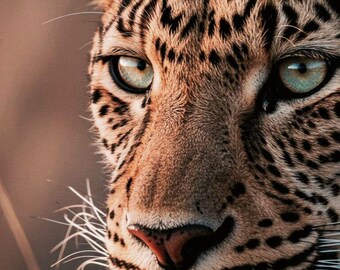 Leopard Wall Art Printable, Wildlife Photography Print, Safari Animal Poster, Modern Jungle Decor, Digital Download, Neutral Home Office Art