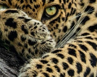 Leopard Wall Art Printable, Wild Animal Print, Jungle Decor, Safari Wall Poster, Green Eyes Leopard, Instant Digital Download