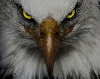 Bald Eagle Printable Wall Art | Majestic Eagle Portrait | Wildlife Photography Print | Bird of Prey Decor | Instant Digital Download | Natur