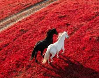 Black & White Horses Running Through Red Fields Printable Wall Art | Dramatic Landscape Photography | Digital Download | Modern Nature P