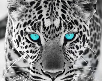 Blue Eyes Leopard Wall Art Print, Black and White Leopard Poster, Wildlife Photography, Modern Animal Decor, Safari Wall ArtDigital Download