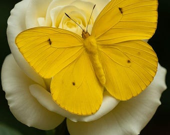 Yellow Butterfly on White Rose Digital Download | Floral Wall Art Print | Nature Photography Poster | Botanical Decor | Printable Artwork