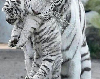 White Tiger with Cub Printable Wall Art, Wildlife Nursery Decor, Tiger Mom Poster, Animal Photography Print, Digital Download, InstaDownload
