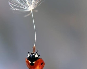 Ladybug on Dandelion Seed PNG | Nature Wall Art Digital Download | Whimsical Insect Photography | Printable Poster | Instant Download