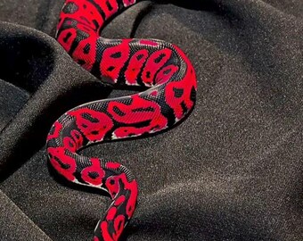 Red and Black Snake Wall Art Printable, Exotic Python Poster, Reptile Photography Print, Gothic Animal Decor, Digital Download
