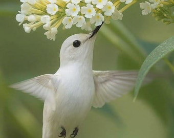 White Hummingbird with Flowers Printable Wall Art | Nature Bird Poster | Cottagecore Decor | Botanical Print | Digital Download