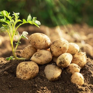 Puede incluir: Un montón de patatas recién cosechadas, de varios tamaños y formas, sobre tierra oscura. Una pequeña planta verde con hojas brota de la tierra, añadiendo un toque de vida. Las patatas son de color marrón claro.