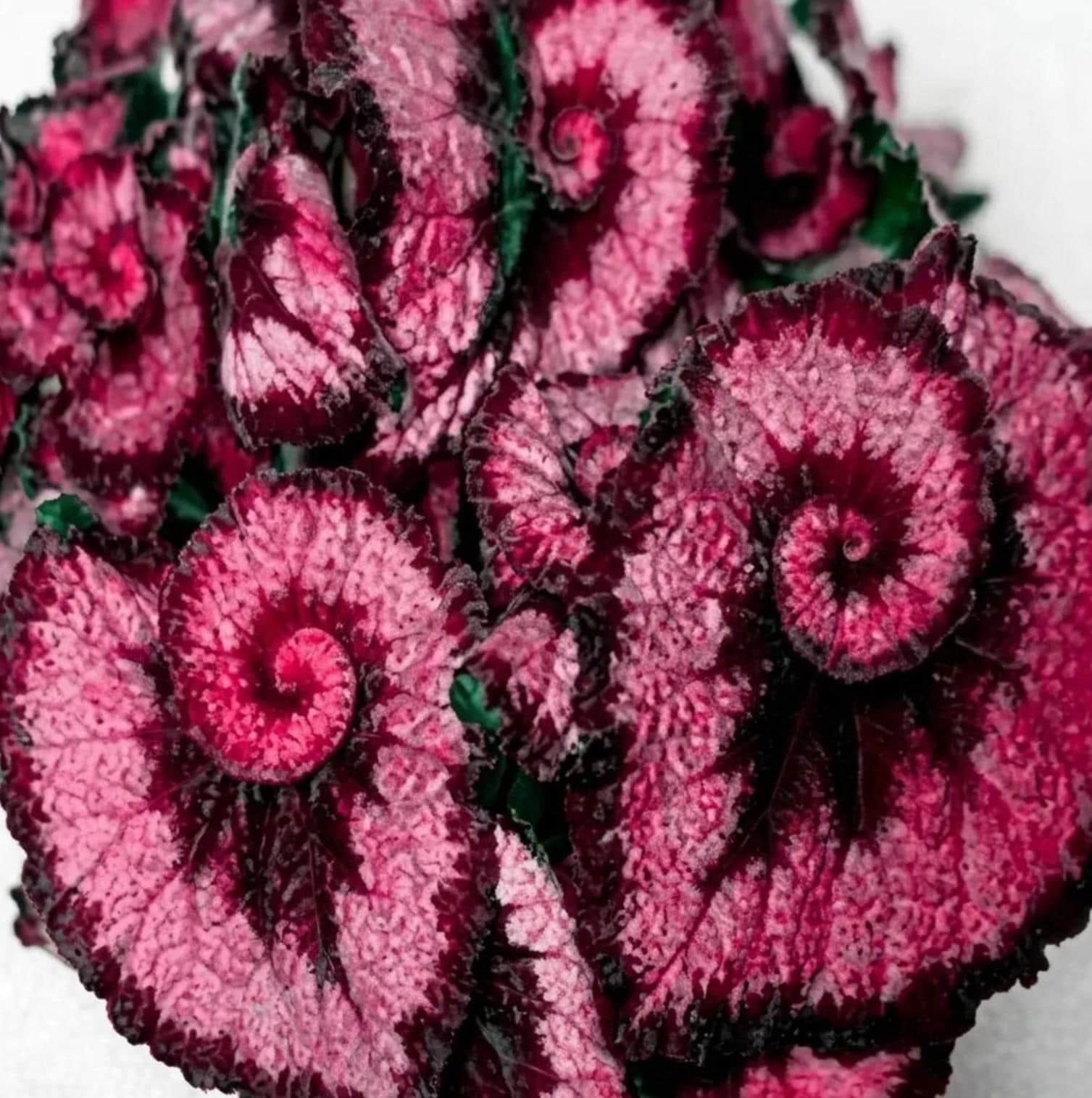 Rare begonias - Etsy 日本