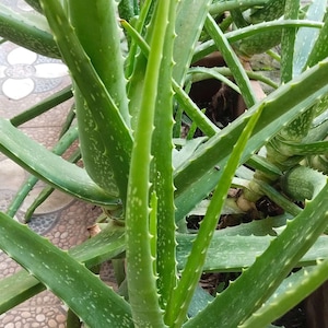 anthurium green crocodile Philodendron Golden Crocodile main image 0