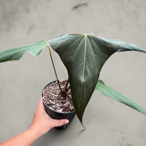 Black Sweet Anthurium - Etsy