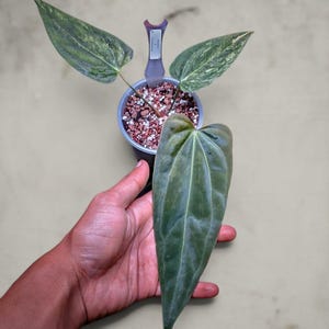 Op de afbeelding: Een potplant met grote, getextureerde bladeren in tinten groen en wit. De plant staat in een kleine zwarte pot gevuld met aarde en kleine rode en witte steentjes. Een hand houdt een van de bladeren vast.