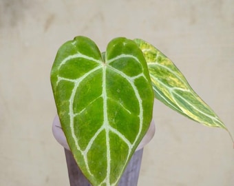 anthurium  Red crsytallinum  rare aroid tropical house plant